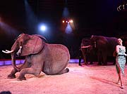Jana Lacey Krone präsentiert die Elefanten  bei der Premiere des 2. Winterprogrammes 2018 des Circus Krone (©Foto:Martin Schmitz